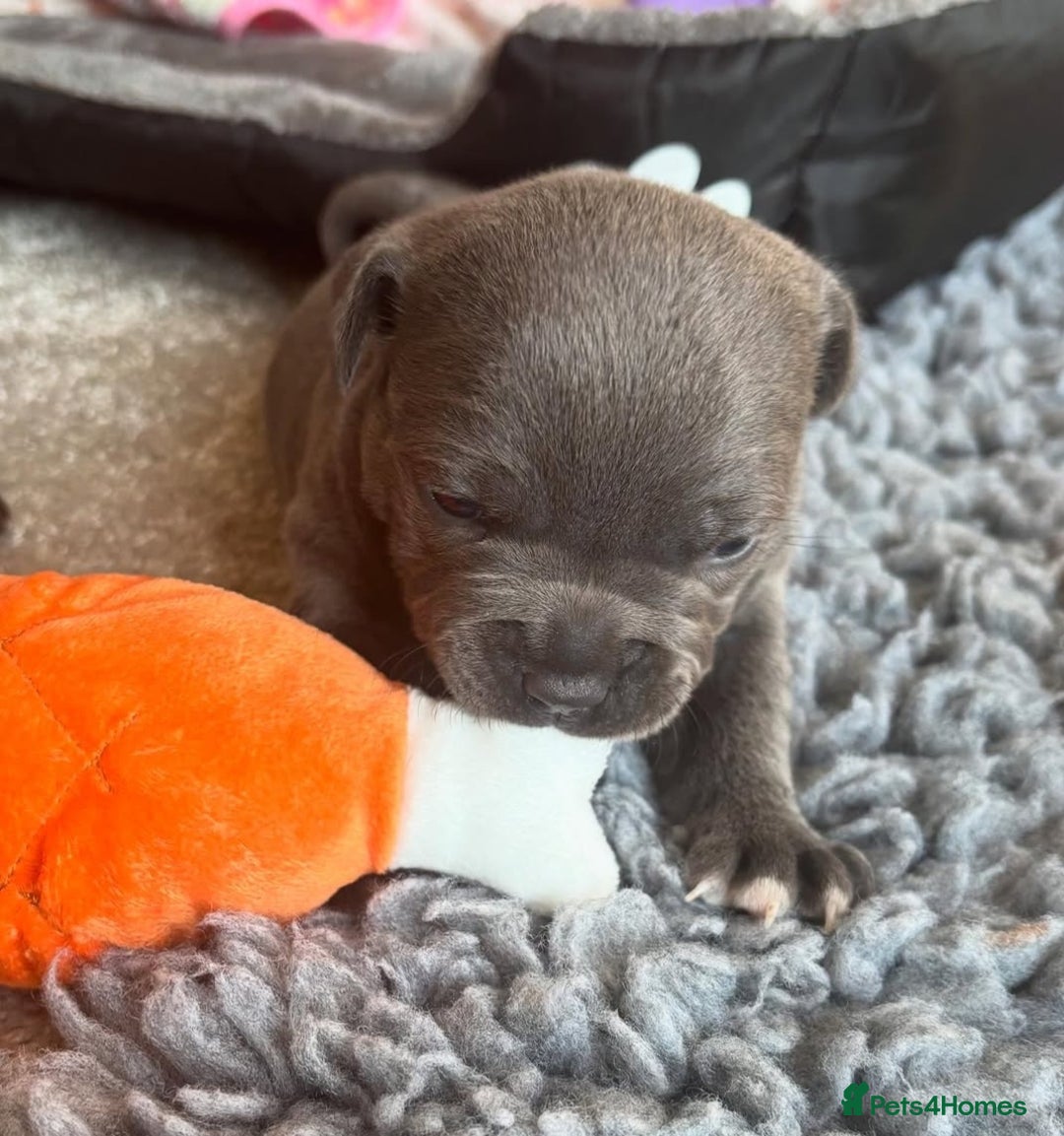 Staffordshire Bull Terrier dogs for sale: Staffordshire bull terrier puppies  - Advert 10