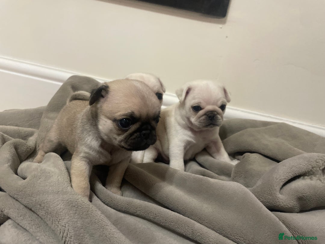 Pug dogs for sale: Beautiful pugs  - Advert 8