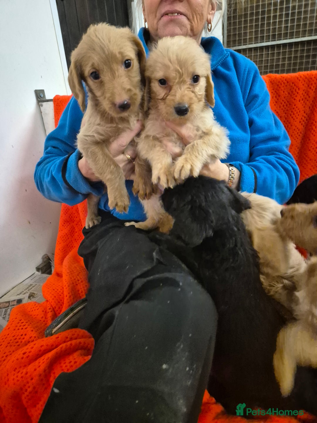 Labradoodle dogs for sale: Labradoodles for sale - Advert 7
