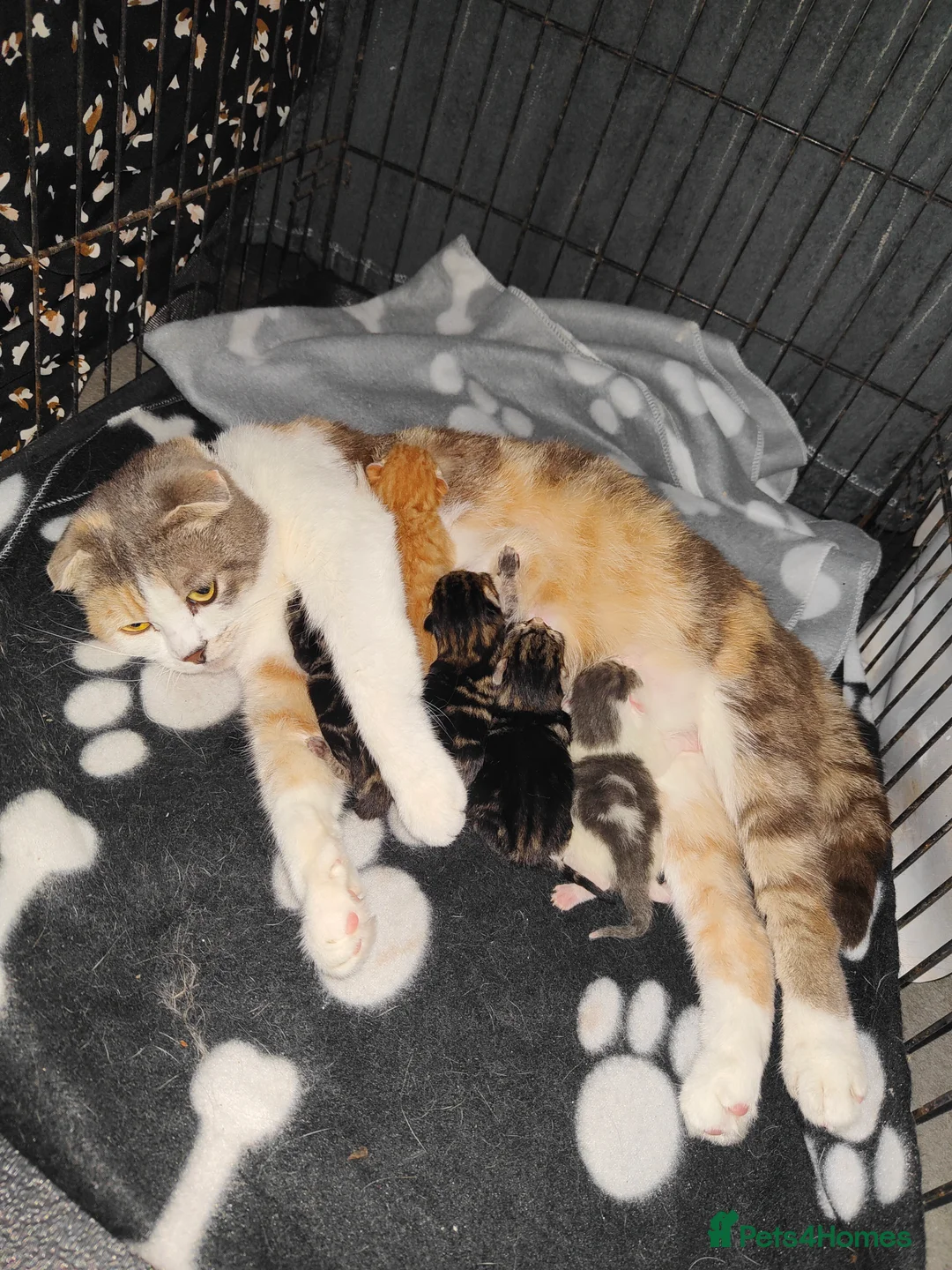 Mixed Breed cats for sale: 4 kittens available  - Advert 1