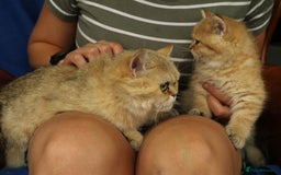 Exotic cats for sale: Beautiful golden male exotic kitten  - Image 5