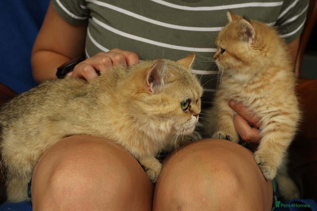 Exotic cats for sale: Beautiful golden male exotic kitten  - Image 5