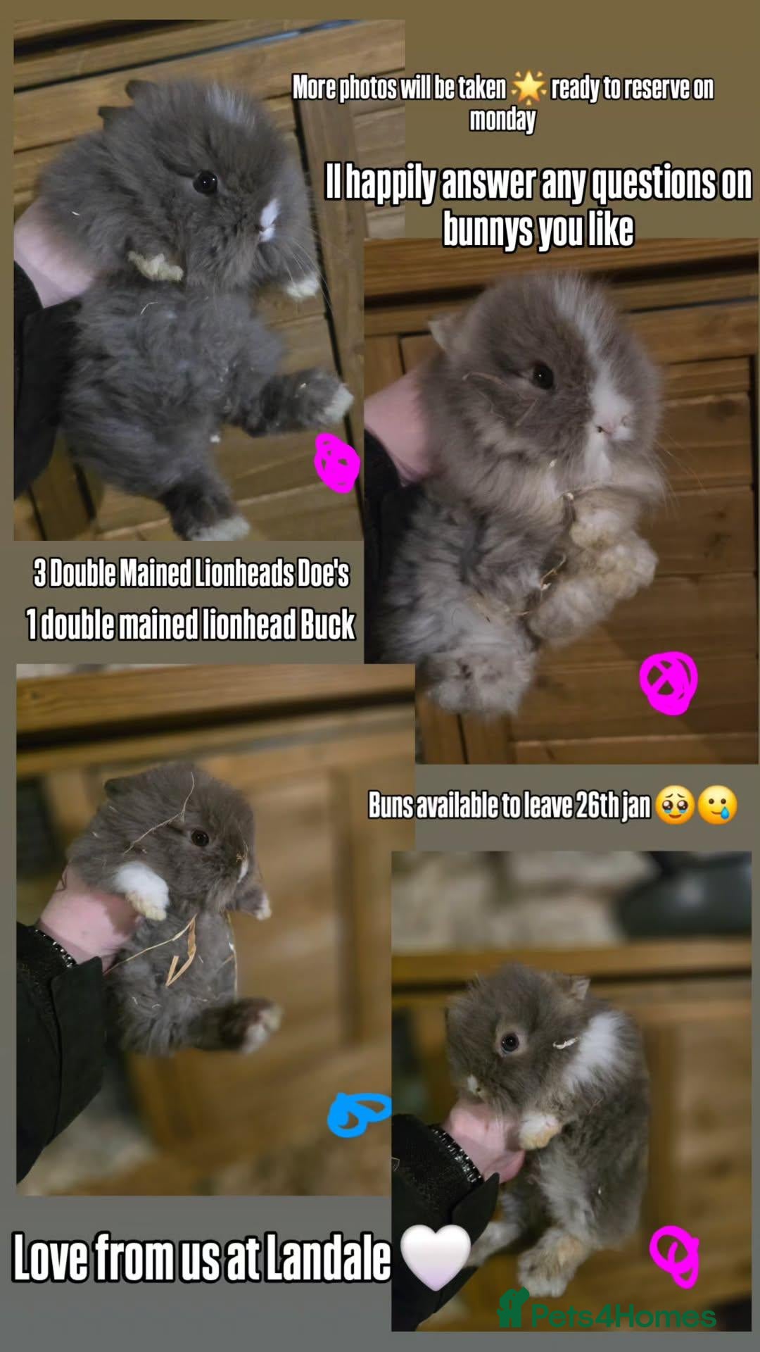 Lionhead rabbits for sale: 4 baby DoubleMained Lions  - Advert 1