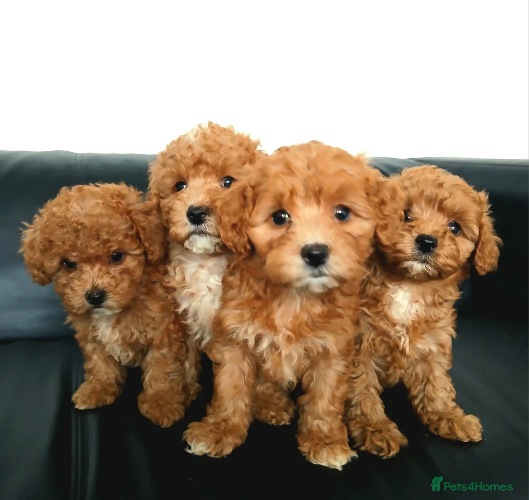 Maltipoo dogs for sale: F1B Maltipoo Puppies for Sale – 1 Boy, 3 Girls - Advert 2
