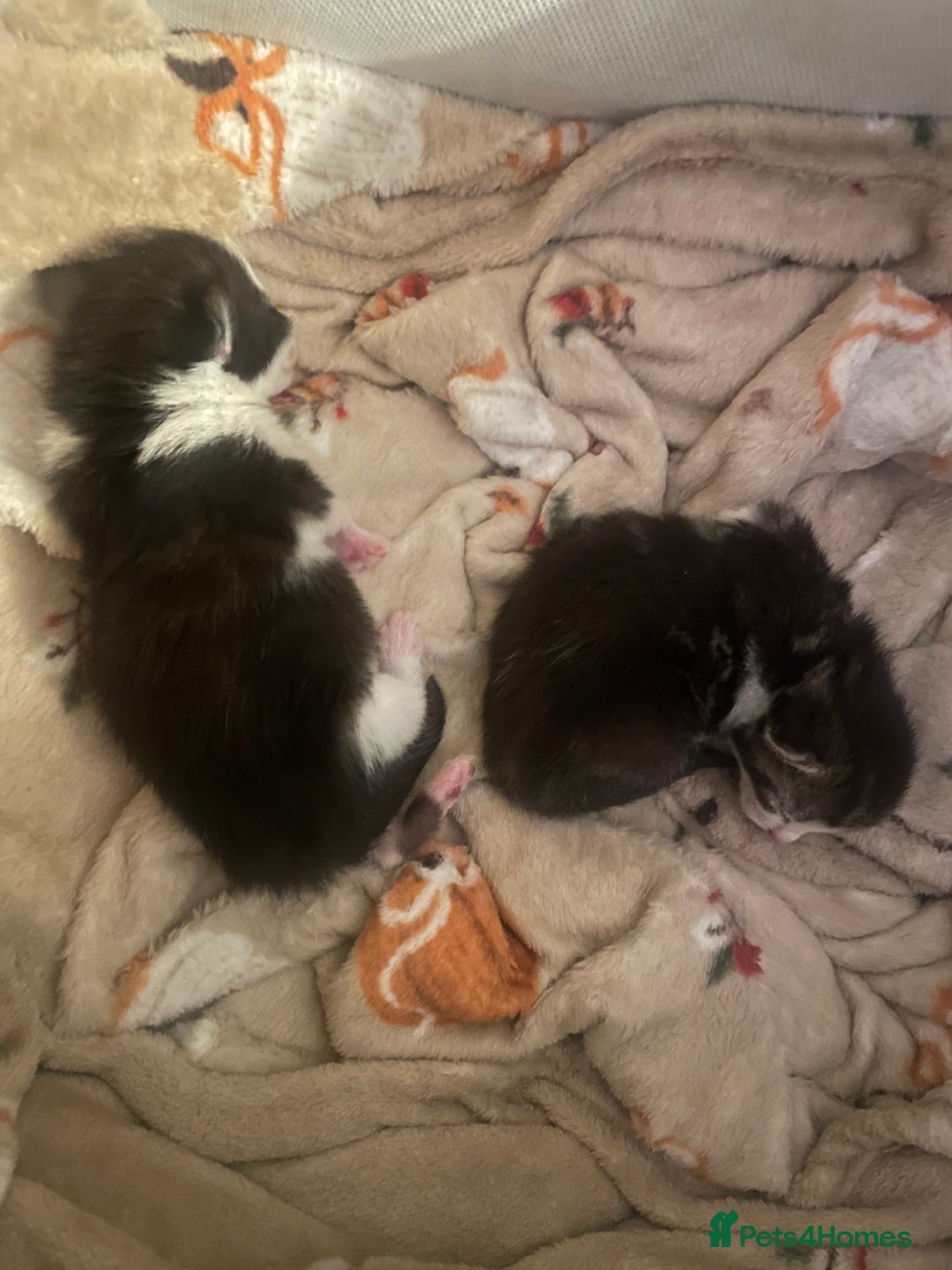 Mixed Breed cats for sale: 2 adorable little cat puppies - Advert 2