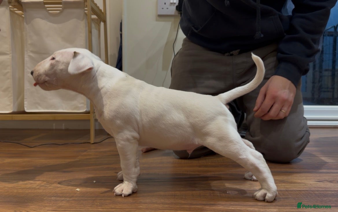 English Bull Terrier dogs CH BLOODLINE TOP BULL TERRIER PUPPIES - Advert 2