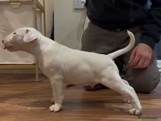 English Bull Terrier dogs CH BLOODLINE TOP BULL TERRIER PUPPIES - Advert 2