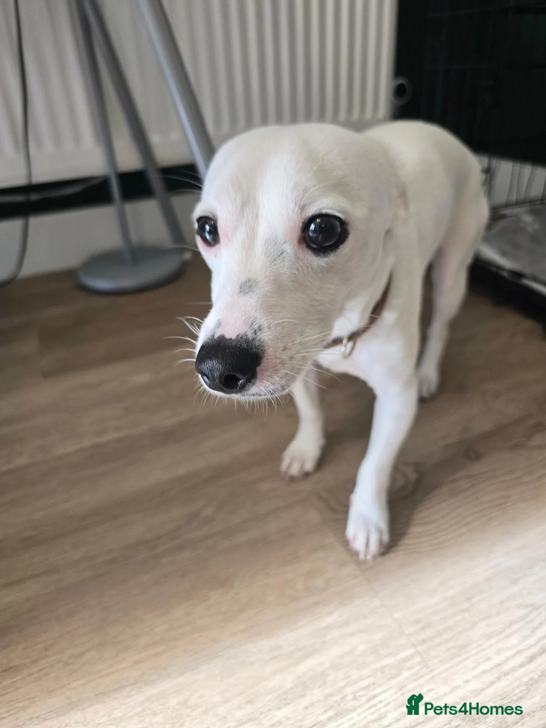 Jack Russell dogs for sale: Piksel in Southam - Advert 2