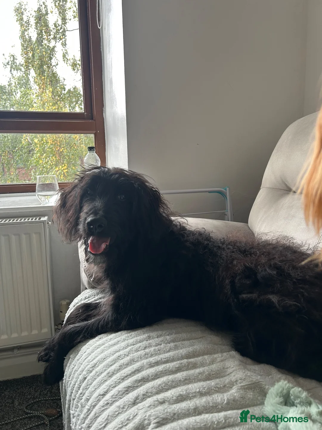 Mixed Breed dogs for sale: Mixed Poodle / Pyrenean Mountain Dog  - Advert 2