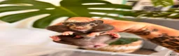 Hamster rodents for sale: Baby syrian hamsters  - Advert 19