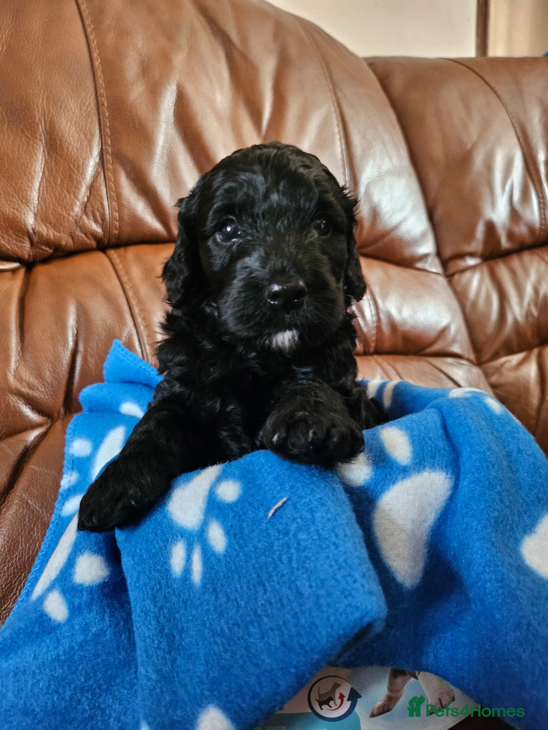 Cockapoo dogs for sale: F2 cockapoos   - Image 2