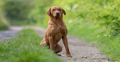 Labrador Retriever dogs - Advert 6