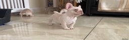 French Bulldog dogs for sale: LAST ONE NEWSHADE PLATINUM MALE - Advert 4