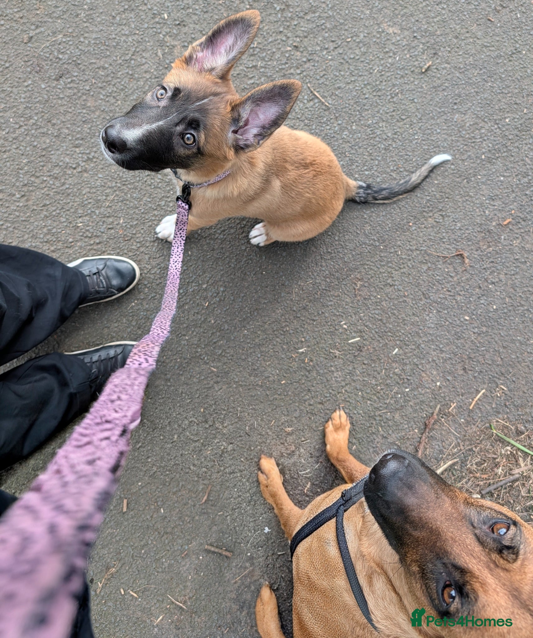 Mixed Breed dogs Belgian Malinois x Border Collie - Advert 21