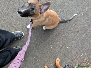 Mixed Breed dogs Belgian Malinois x Border Collie - Advert 21