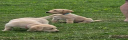 Labrador Retriever dogs for sale: Two beautiful labrador pups available  in York - Advert 2