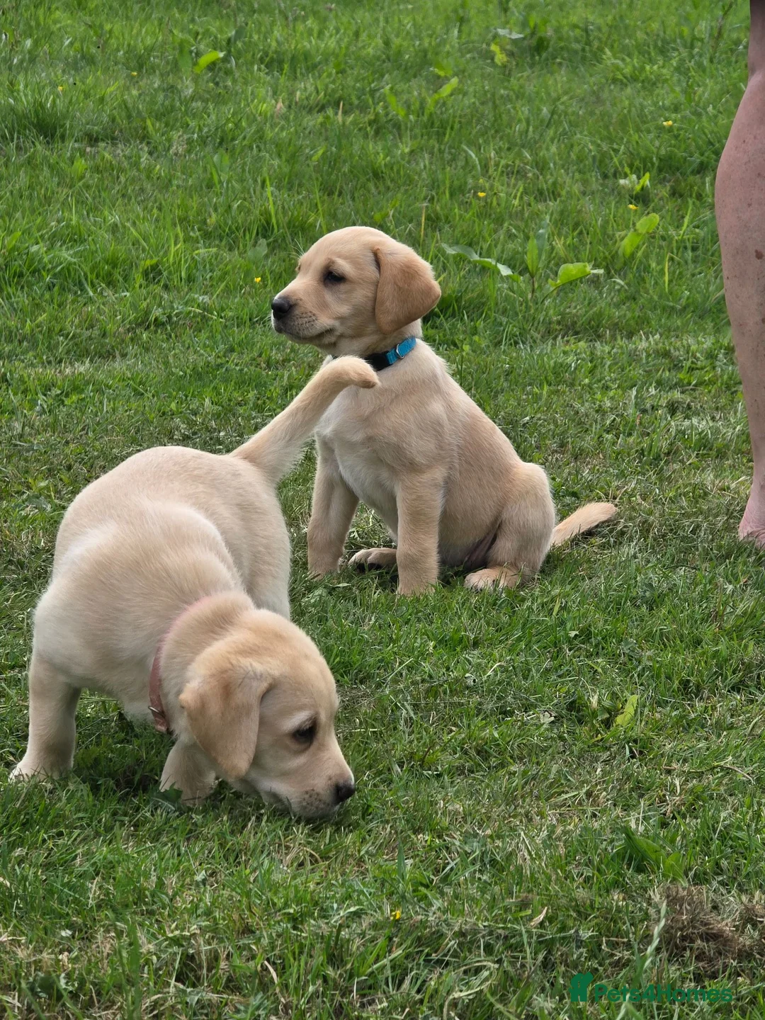 Labrador Retriever dogs for sale: Two beautiful labrador pups available  in York - Advert 2