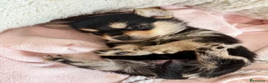 Mixed Breed 3