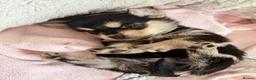 Mixed Breed dogs for sale: Pomeranian cross dachshund/border  - Advert 9