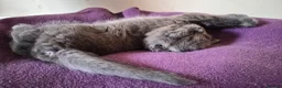 British Shorthair cats for sale: Beautiful British Shorthair Cross Kittens - Advert 16