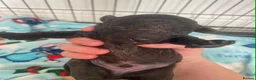 Toy Poodle dogs for sale: Gorgeous toy poodle puppies 🐶 for sale 😍  - Advert 8