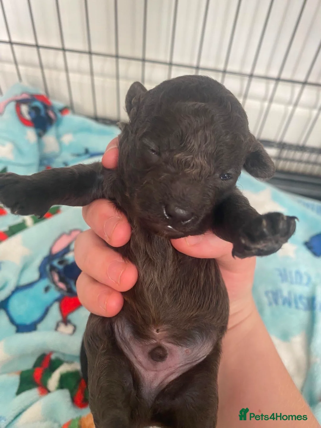 Toy Poodle dogs for sale: Gorgeous toy poodle puppies 🐶 for sale 😍  - Advert 8