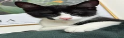 Mixed Breed cats for sale: Gary and prince - Advert 11