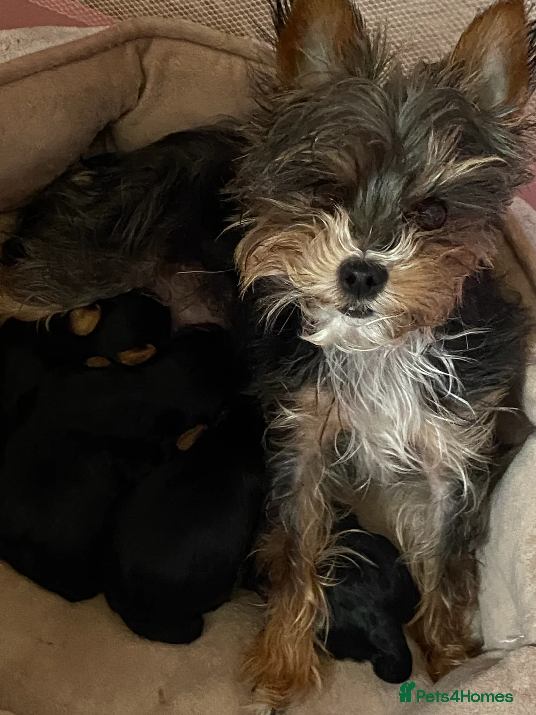 Yorkshire Terrier dogs for sale: Miniature Yorkshire Terriers - Advert 1