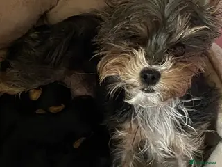 Yorkshire Terrier dogs Miniature Yorkshire Terriers - Advert 2