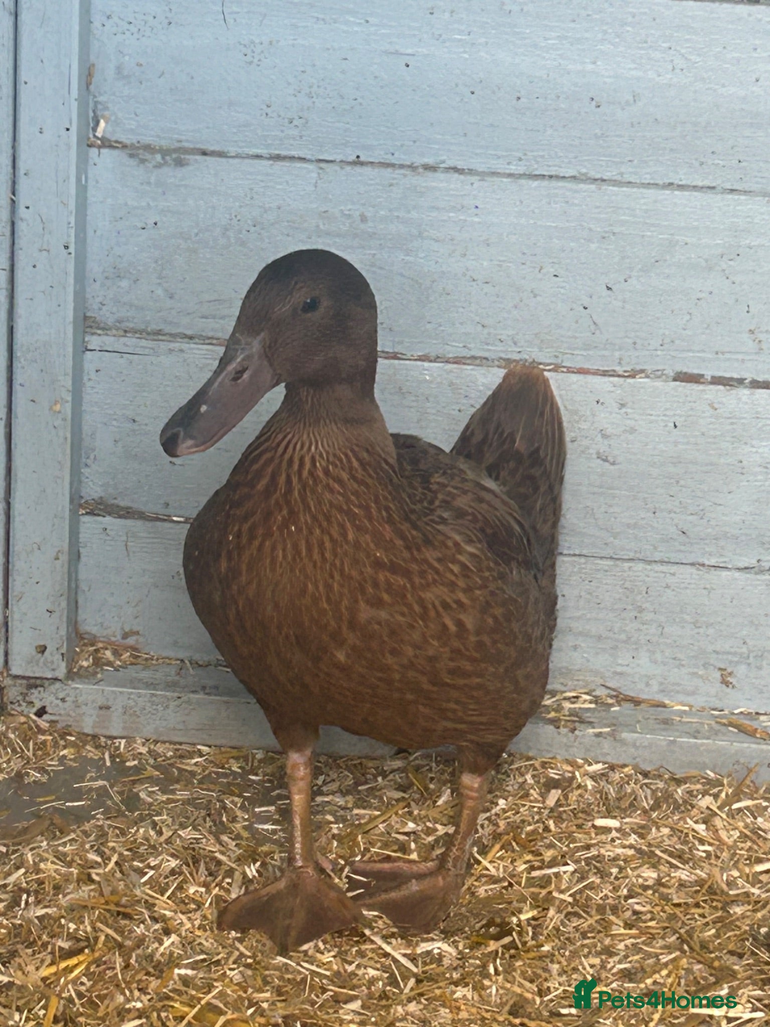 Ducks poultry Female khaki Campbell ducks - Advert 1
