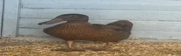 Ducks poultry for sale: Female khaki Campbell ducks - Advert 1