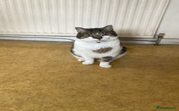 Mixed Breed cats for sale: Archie  - Image 2