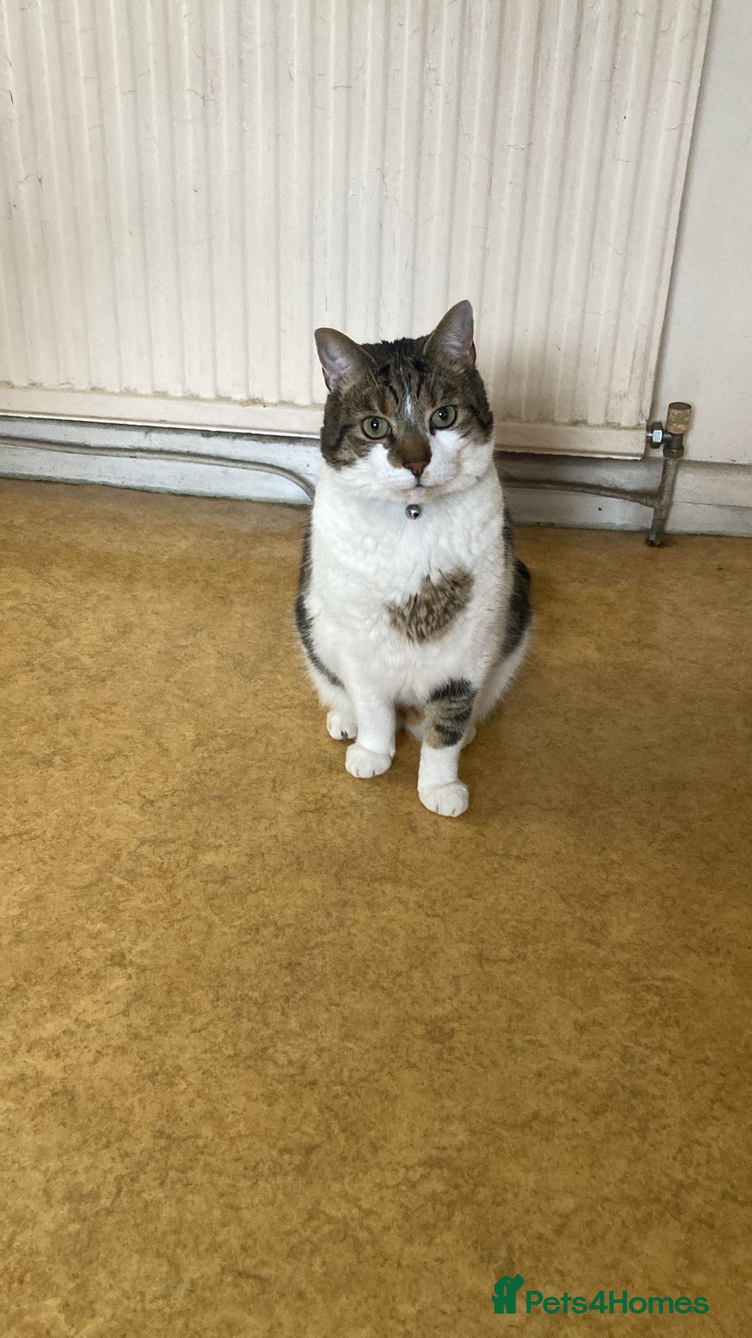 Mixed Breed cats for sale: Archie  - Image 2