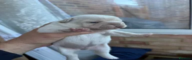 French Bulldog 3