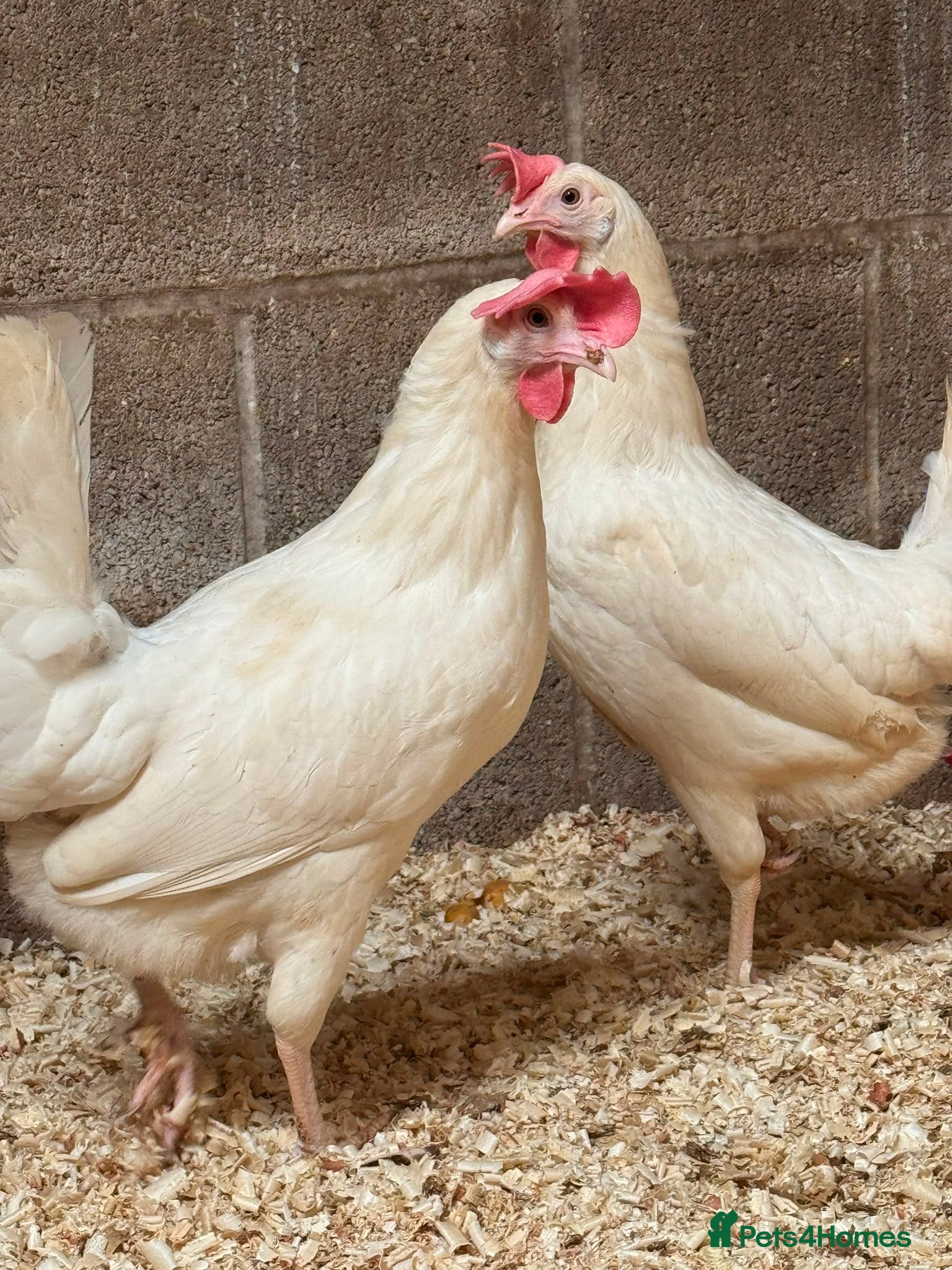 Chickens poultry White star  - Advert 1