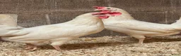 Chickens poultry for sale: White star  - Advert 1