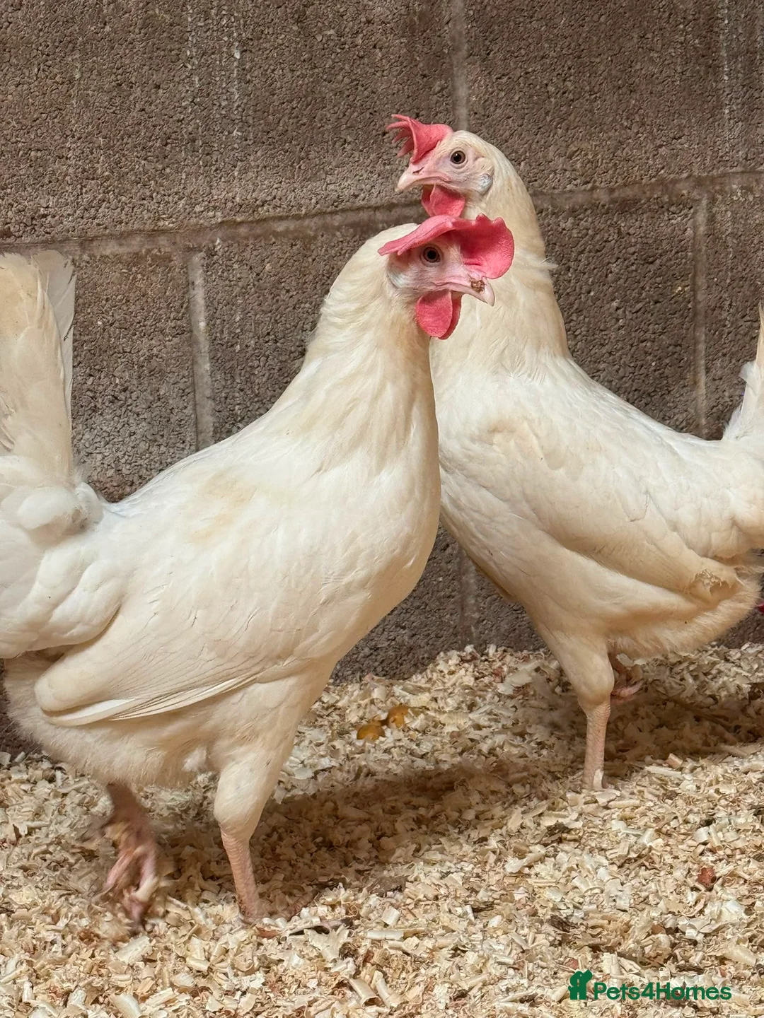 Chickens poultry for sale: White star  - Advert 1