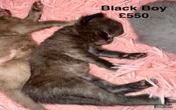 British Shorthair cats for sale: Cat with 6 kittens  - Image 5