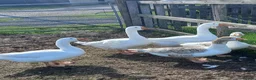 Geese poultry for sale: Young Geese for Sale - Advert 4