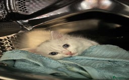 Mixed Breed cats for sale: 4 lovely kittens ready for collection ASAP - Image 6