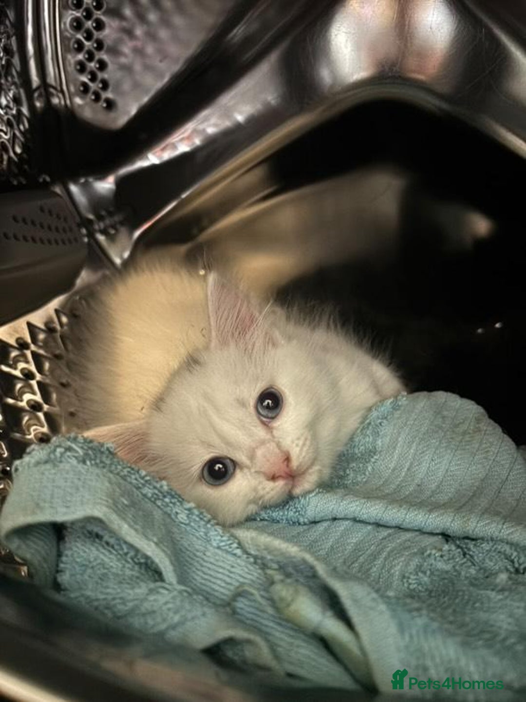 Mixed Breed cats for sale: 4 lovely kittens ready for collection ASAP - Image 6