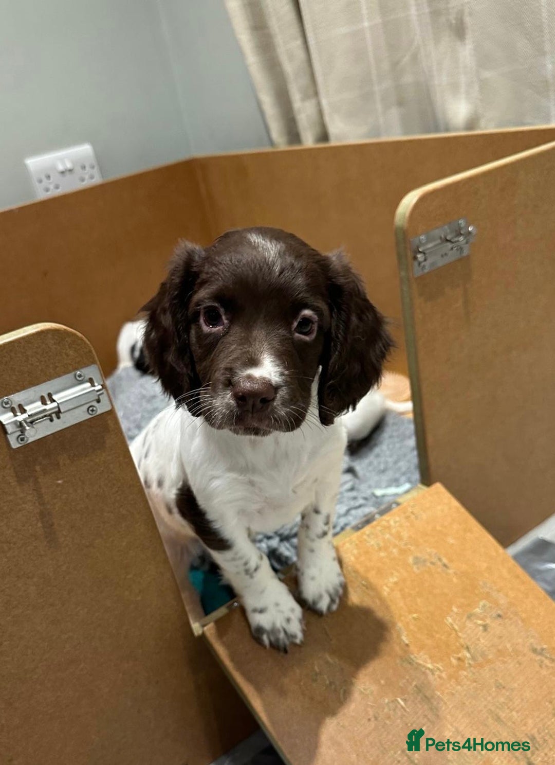 English Springer Spaniel dogs for sale: KC Registered English Springer Spaniel Female Pups - Advert 8