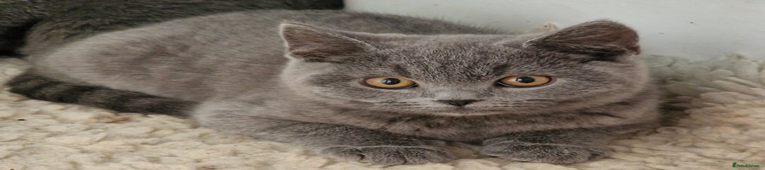 British Shorthair Kitten 4