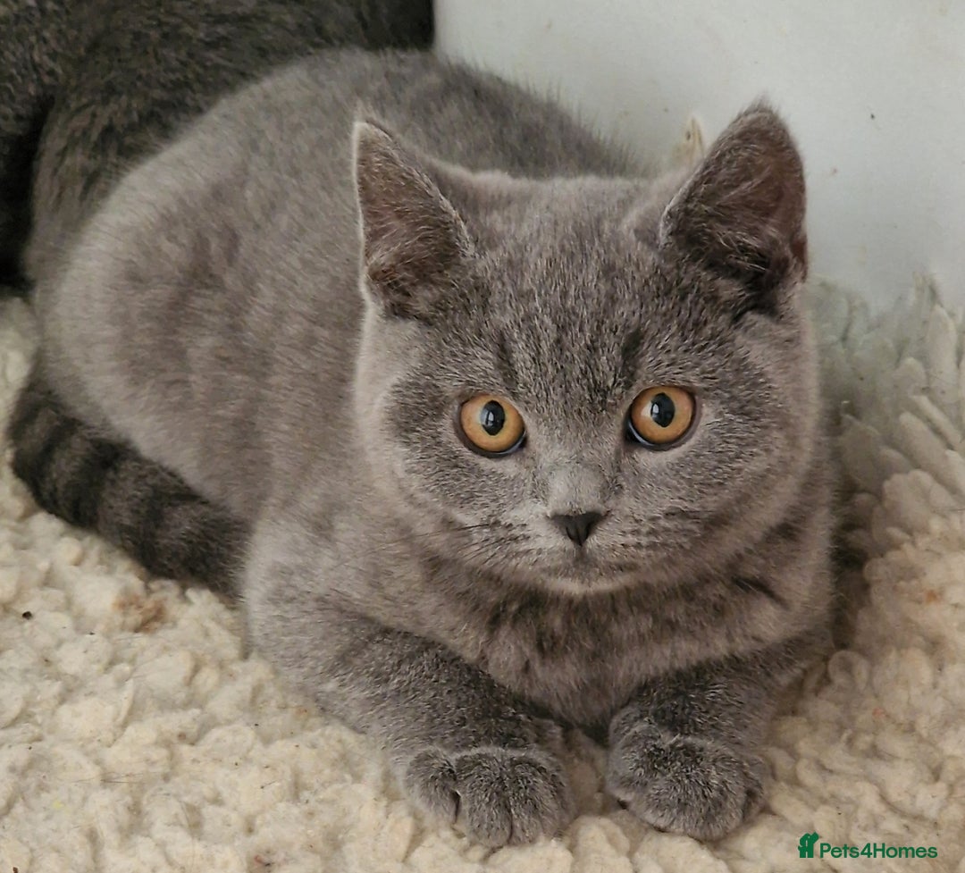 British Shorthair cats for sale: Gorgeous litter British Shorthair kittens  - Image 8