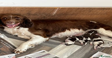 English Springer Spaniel dogs in Stirling - Advert 5