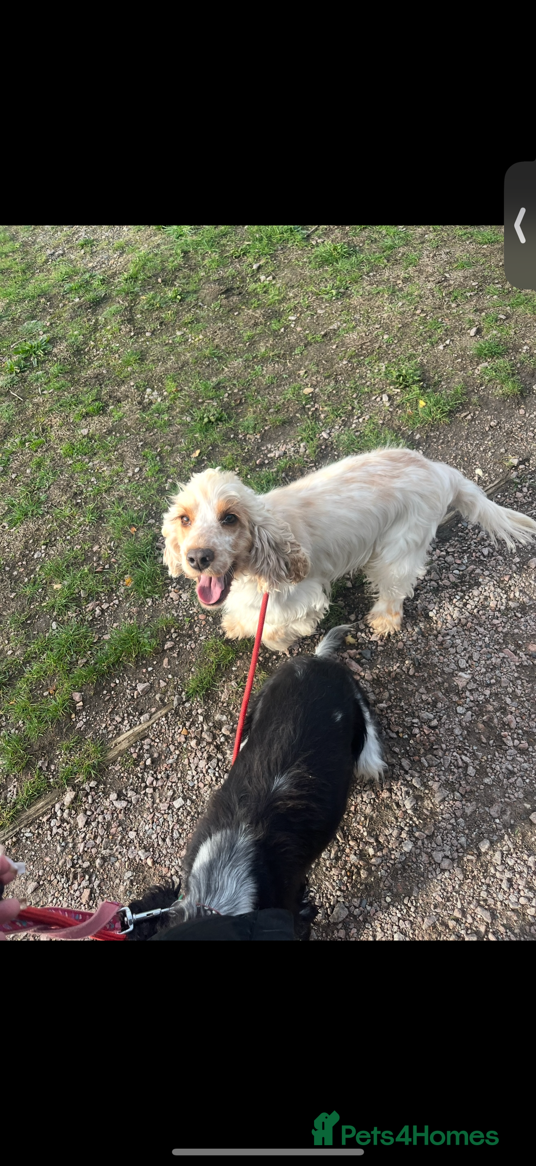 Cocker Spaniel dogs for sale: Beautiful Adult Cocker Spaniel - Advert 2