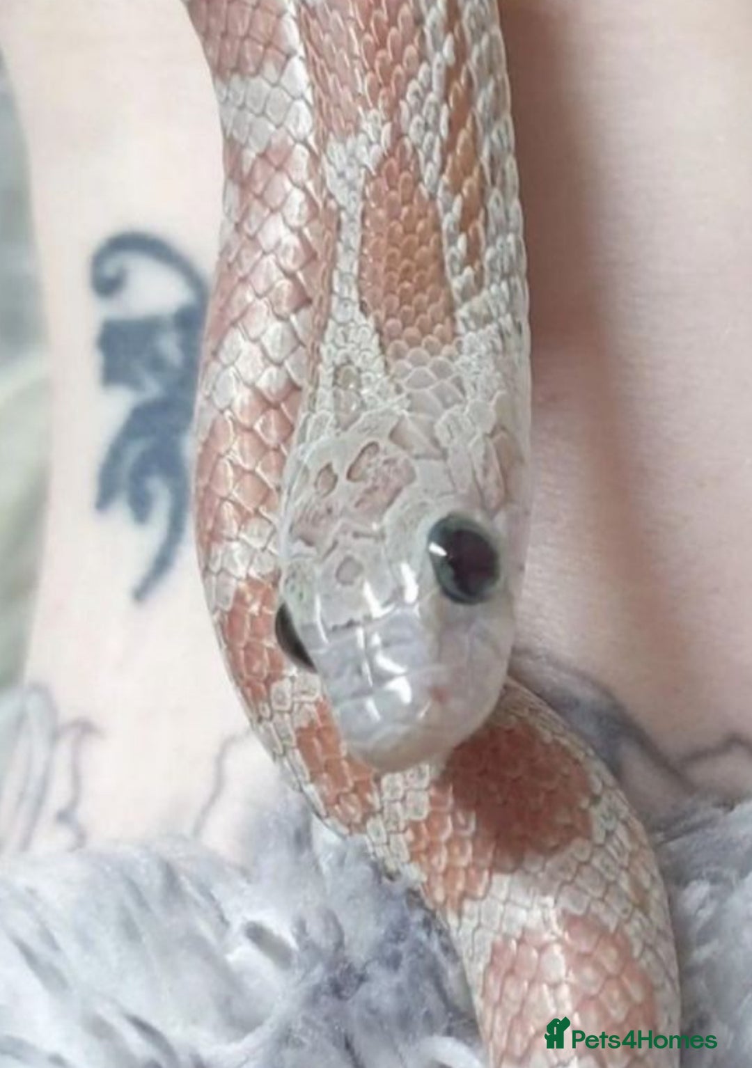 Snake reptiles for sale: Multiple snakes for sale corns and sand boas  - Image 2