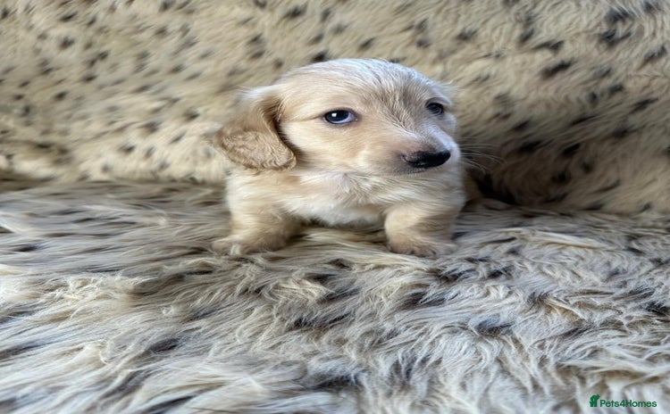 Dachshund dogs - Advert 12
