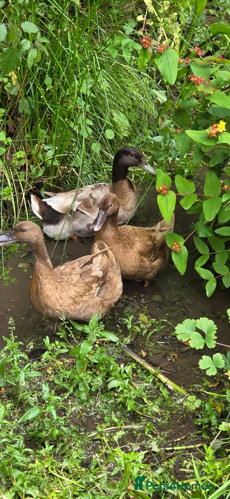 Ducks poultry Pure bred KHAKI CAMPBELL Ducklings for sale - Advert 2