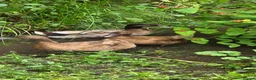 Ducks poultry for sale: Pure bred KHAKI CAMPBELL Ducklings for sale - Advert 2